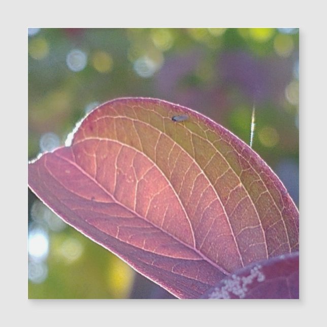 Roter Fall Leaf und Bokeh Magnetkarte (Vorderseite)