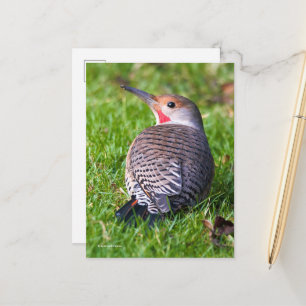 Roter Flackernspecht auf Rasen Postkarte
