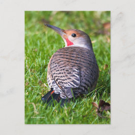Roter Flackernspecht auf Rasen Postkarte