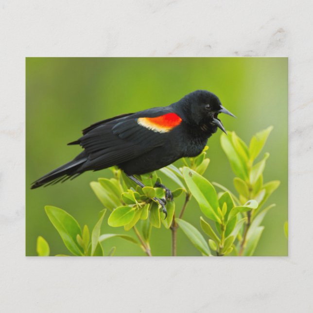 Roter Flügel (Agelaius Phoeniceus) Postkarte (Vorderseite)