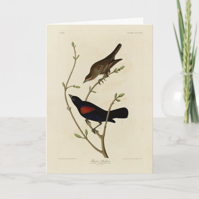 Roter Flügel Blackbird - Audubons Vögel in Amerika Karte (Vorderseite)