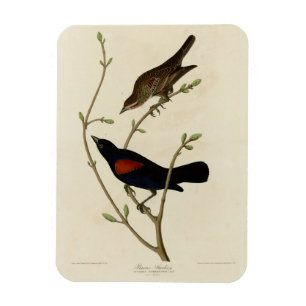 Roter Flügel Blackbird - Audubons Vögel in Amerika Magnet