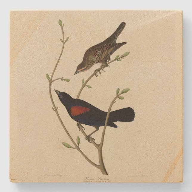 Roter Flügel Blackbird - Audubons Vögel in Amerika Steinuntersetzer (Vorderseite)