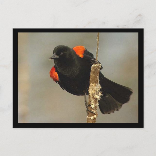 Roter Flügel-Blackbird-Postkarte Postkarte (Vorderseite)
