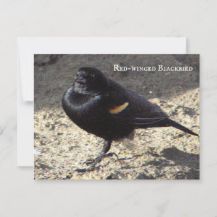 Roter Flügel-Blackbird-Postkarte Postkarte