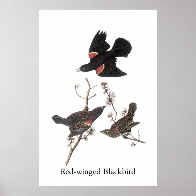 Roter Flügel, John Audubon Poster (Vorne)