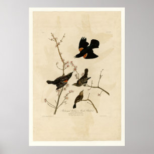 Roter Flügel Poster