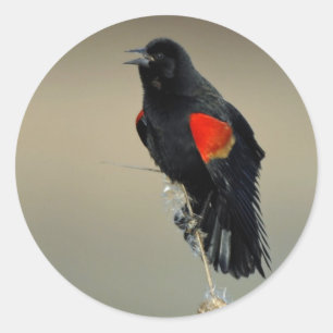 Roter Flügel Runder Aufkleber