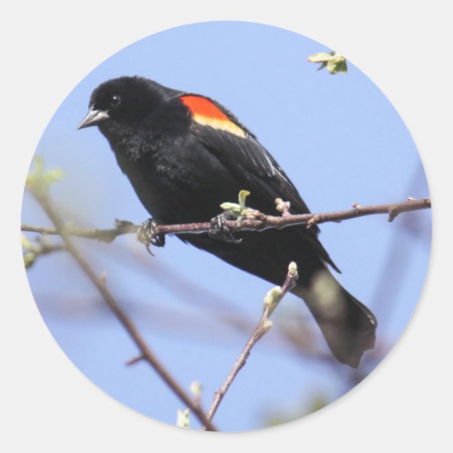 Roter Flügel Runder Aufkleber (Vorderseite)