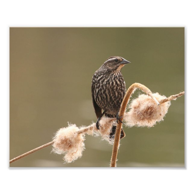 Roter Flügelschwarzvogel auf dem Fluffy-Schlachtsc Fotodruck (Vorne)