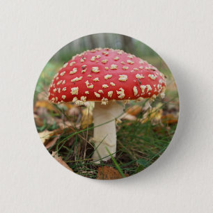 Roter Fly Agaric Button