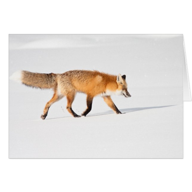 Roter Fox (Vorderseite (Horizontal))