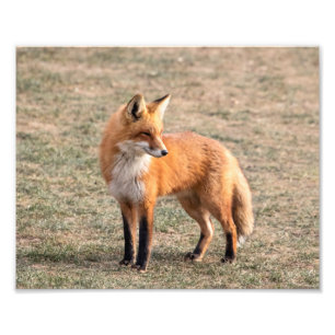 roter Fox 10x8 auf einem Gebiet Fotodruck