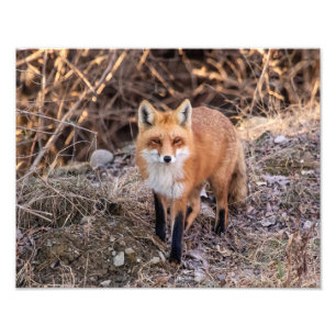 roter Fox 14x11 herauf nahes und persönliches Fotodruck