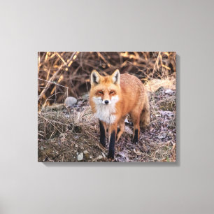 roter Fox 20x16 herauf nahes und persönliches Leinwanddruck