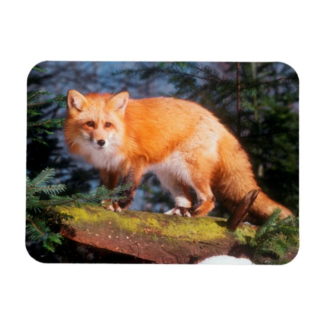 Roter Fox auf einem log Magnet (Horizontal)