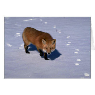 Roter Fox auf Schnee