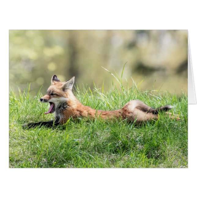 Roter Fox-Ausrüstung (Vorderseite (Horizontal))