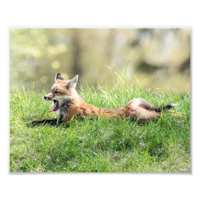 Roter Fox-Ausrüstung Fotodruck (Vorne)