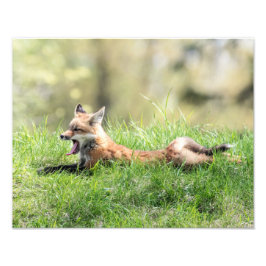 Roter Fox-Ausrüstung Fotodruck