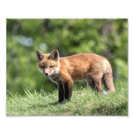 Roter Fox-Ausrüstung Fotodruck