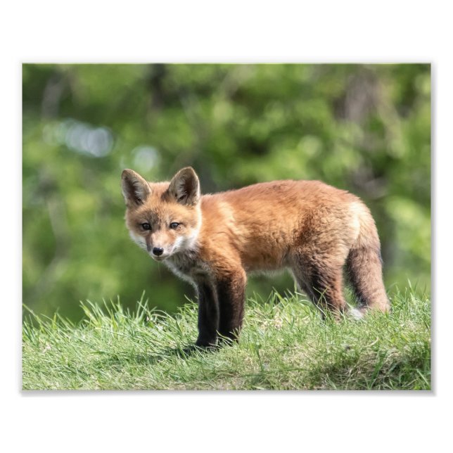 Roter Fox-Ausrüstung Fotodruck (Vorne)
