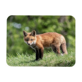 Roter Fox-Ausrüstung Magnet