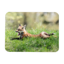 Roter Fox-Ausrüstung Magnet
