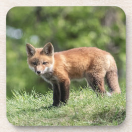 Roter Fox-Ausrüstung Untersetzer