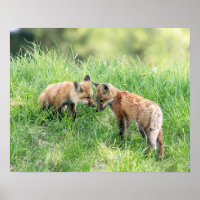 Roter Fox-Ausrüstungen