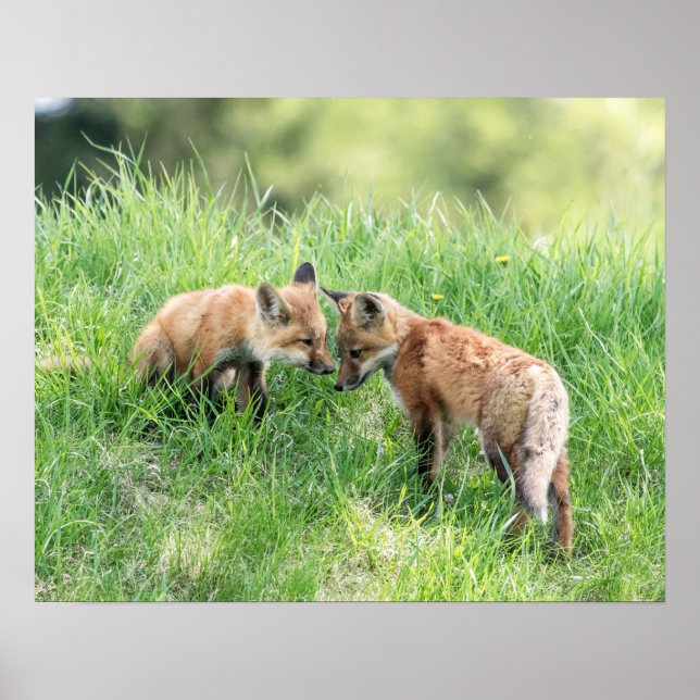 Roter Fox-Ausrüstungen Poster (Vorne)
