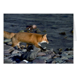 Roter Fox, der neben Fluss läuft