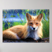 Roter Fox im Gras-Wildlife-Image