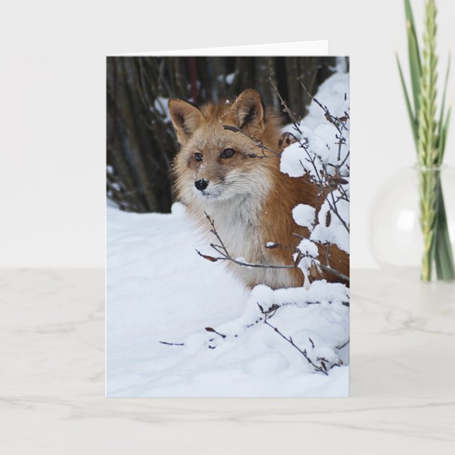 Roter Fox im Schnee Karte (Vorderseite)