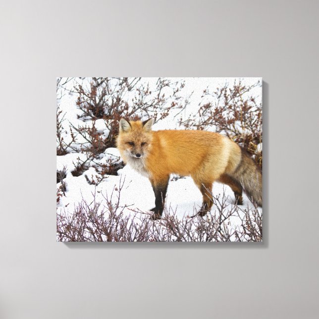 Roter Fox im Winter Leinwanddruck (Vorderseite)
