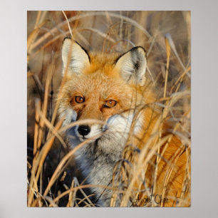 Roter Fox in den Unkräutern Poster