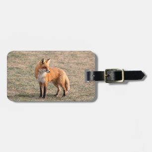 Roter Fox in einem Feld Gepäckanhänger