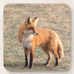 Roter Fox in einem Feld Getränkeuntersetzer