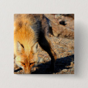Roter Fox-Lebensraum-Quadrat-Button Button