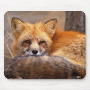 Roter Fox Mousepad