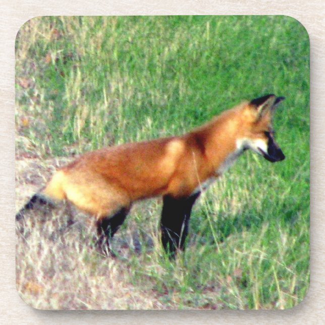 Roter Fox-Untersetzer Untersetzer (Vorderseite)