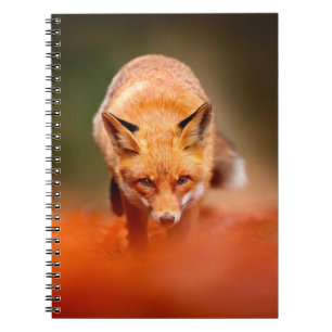 Roter Fuchs auf orangefarbenen Herbstblättern. Nie Notizblock