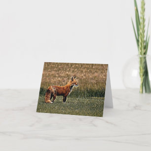 Roter Fuchs im Gras - Blankokarte Karte