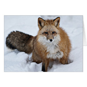 Roter Fuchs im Schnee