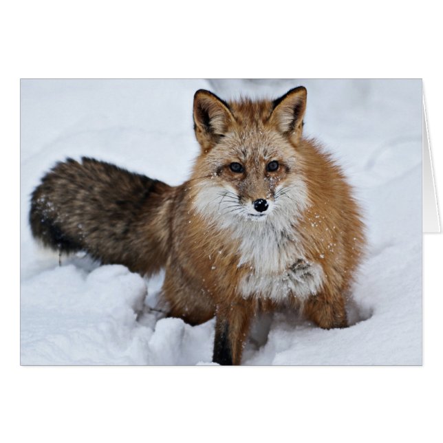 Roter Fuchs im Schnee (Vorderseite (Horizontal))
