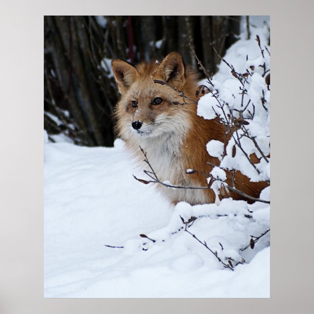 Roter Fuchs im Schnee Poster (Vorne)