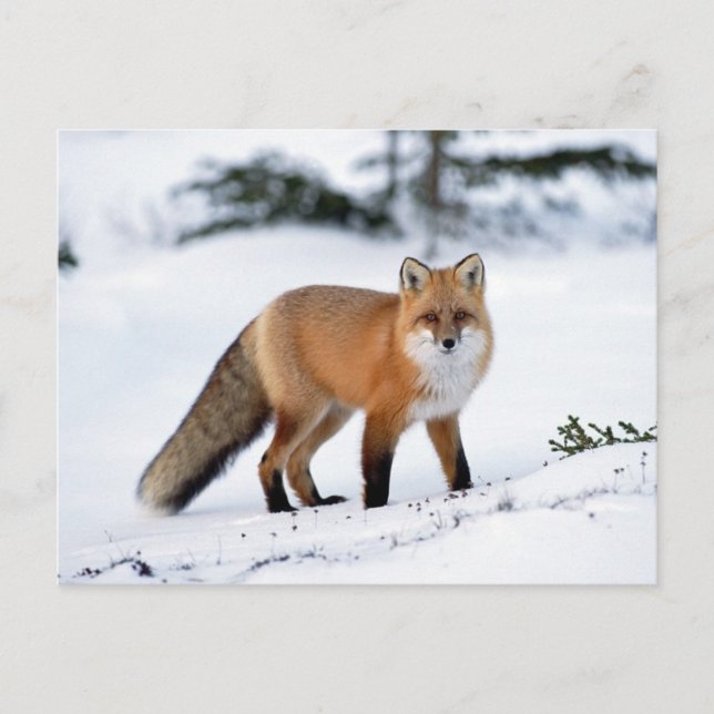 Roter Fuchs im Schnee Postkarte (Vorderseite)