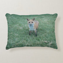 Roter Fuchs in Kalifornien