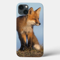 roter Fuchs, Vulpes Vulpes, im 1002 Bereich von