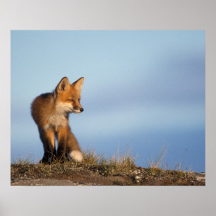 roter Fuchs, Vulpes Vulpes, im 1002 Bereich von Poster